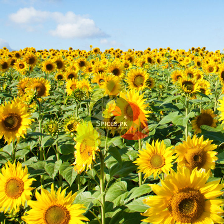 Premium%20Sunflower%20Seeds%20(Suraj%20Mukhi%20Beej)%2095g%20%E2%80%93%20Organic%20&%20Fresh%20Whole%20Edible%20Seeds%20/%20Tukhm-e-Aftab%20for%20Snacking%20&%20Baking%20-%20Image%207