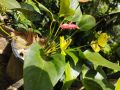 Pink anthurium. 