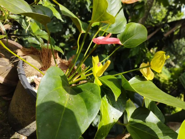 Pink%20anthurium%20-%20Image%202