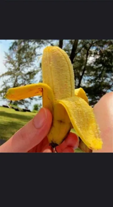 50%20pcs/pack%20dwarf%20banana%20seeds%20can%20be%20planted%20throughout%20Thailand%20tree%20seeds,%20seeds,%20fruit%20plants,%20rare%20species,%20fruit%20trees,%20seeds,%20varieties%20of%20fruit,%20self-cultivation,%20edible,%20sweet%20fruit,%20Orchard,%20fruit%20delicious%20-%20Image%203