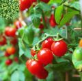 TOMATO ROTON 10 GM. 