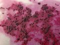 Fresh and original Dragon fruit seeds pack of 30 seeds. 