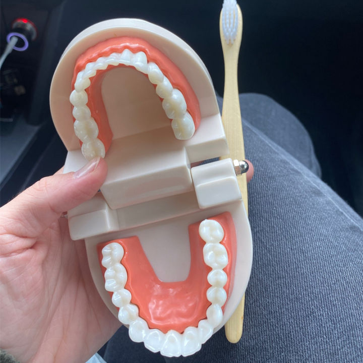 1pc%20Dental%20Standard%20Teeth%20Model%20-%20Realistic%20Human%20Teeth%20for%20Teaching%20and%20Studying%20Perfect%20for%20Brushing%20Practice%20Toddler%20Montesso%20-%20Image%205