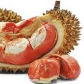 Rathu durian red durian very rare plant red king of fruits red banyuwangi durian plant. 