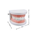 1pcs Cheap Standard Dental Model Teeth Teaching Model Plastic Teeth Model For Dentist Dental Students Studying Education Display. 