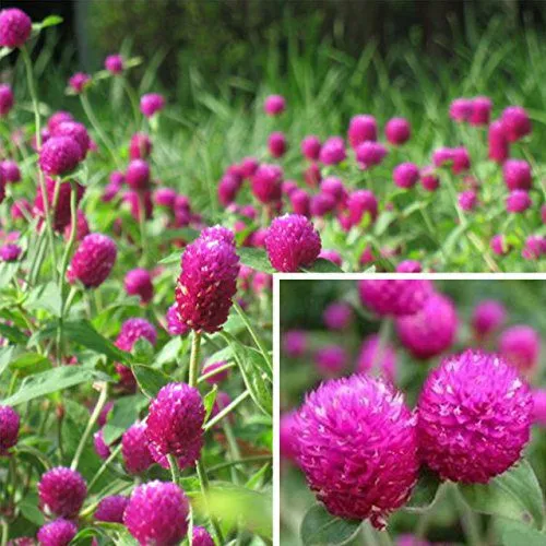 Flower%20Seeds%20Of%20Makhamali%20-%20Gomphrena%20Seeds%20For%20Garden%20And%20Balcony%2050+%20-%20Image%204
