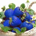 MIXED White,Yellow,Red,purple Color Strawberry Seeds -30pcs. 