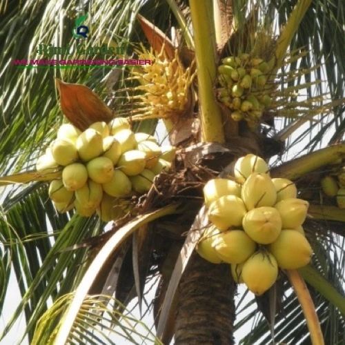 Coconut%20Fertilizer%20Special%20APM/YPM%20%E0%B6%B4%E0%B7%9C%E0%B6%BD%E0%B7%8A%20%E0%B7%83%E0%B6%B3%E0%B7%84%E0%B7%8F%20%E0%B6%B4%E0%B7%9C%E0%B7%84%E0%B7%9C%E0%B6%BB%20-%20Image%203