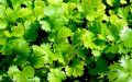 Coriander seeds | Hara dhania seeds high quality seeds |. 