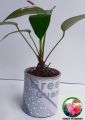 Natural Anthurium Plants - Lady Jane Variant  with Eco friendly Cardboard Pot. 