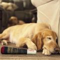 Dog Joint Toys Funny Interactive Dog Cigar Design Plush Squeaky Pet Toys Grinding Teeth Creative Chew Toy For Small Medium Dog.
