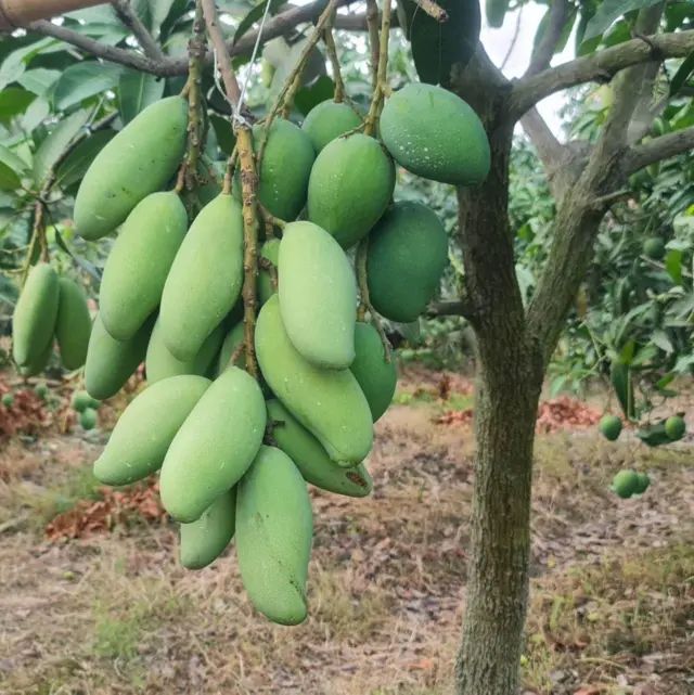 Baro%20mashi%20katimon%20aam%20gach%201ps%20shah%20agro%20farm%20garden%20plants%20all%20season%20katimon%20mango%20tree%201ps%20-%20Image%206