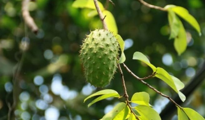 Korosol%20tree%20cancer%20solution%20green%20tree%20-%20Image%203