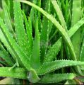 Alovera plant   1 piece. 