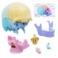 Anatomy Skull Model, 17 Part Puzzle of Human Anatomy Skull for Kids, Mini Human Medical Skull Model with Flash Cards. 