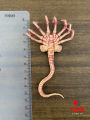 Fire Girl FG027 FG028 1/6 Alien Chestburster Facehugger Figure Model Scene Accessories Props Fit 12'' Soldier Action Figure Doll. 