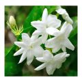 Six Varieties of Jasmine Plants Collection: A Symphony of Fragrance and Beauty. 