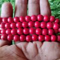 Surkh Feroza Stone Tasbeeh 100 Beads Size 8mm | Red Feroza Tasbih | Original Feroza Stone Tasbih | Pure Feroza Stone Tasbeeh | Best Quality Ferozah Tasbeeh | Lal Feroza Stone Tasbih | Muslim Prayer Beads | Best Stone Tasbeeh. 