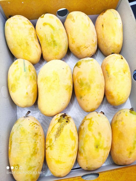 White Chaunsa mango fresh fruit   famous gift of Shujaabad mango