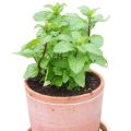 Mint  Plants With Roots Live Plants. 