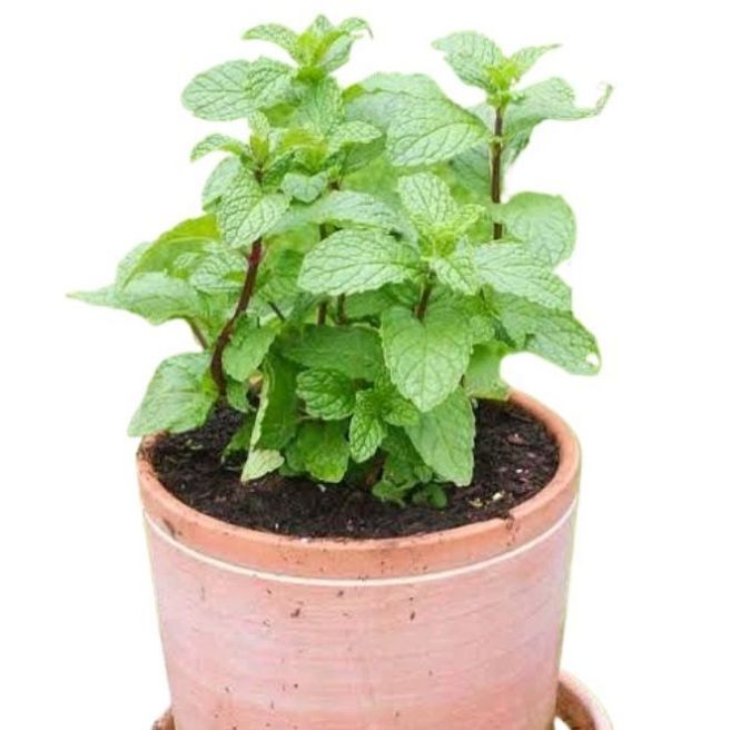 Mint  Plants With Roots Live Plants