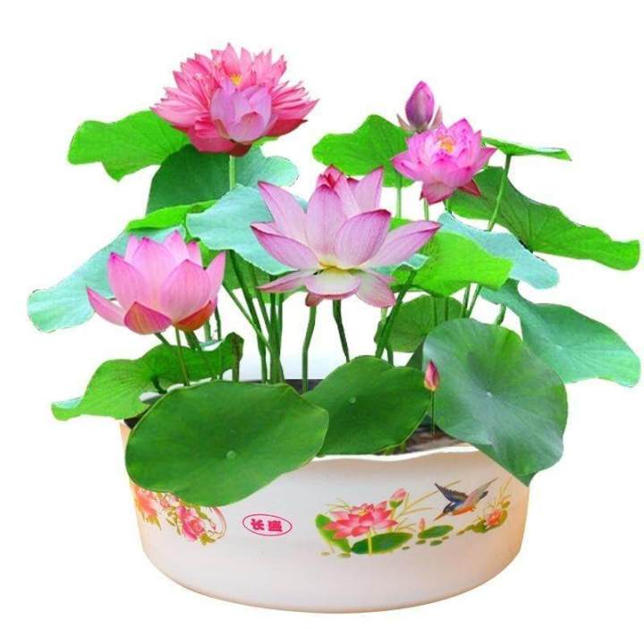 10%20PCs%20mixed%20Lotus,%20small%20seeds,%20all%20year%20old,%20100%25%20genuine%20lotus%20seed,%20small%20lotus%20seeds,%20lotus%20flower%20seeds,%20lotus%20flower%20seeds,%20auspicious%20tree,%20dwarf%20tree,%20lotus%20flower%20seeds%20mini%20lotus%20seeds%20waterlily%20flower%20seeds%20-%20Image%203