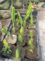 Fresh and original Dragon fruit cutting 3inches to 20 inches pack of 2 plant. 