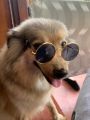 Pet sunglasses Accessory-Cat and Dog fashion. 
