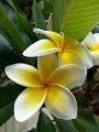 Kathgolap/Plumeria flower plant multi head outdoor plant 8-12 inch size with soil 1 piece. 