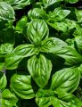 Italian Basil Plant Seeds (Italiano Classic Basil) Sweet Basil Seed. 