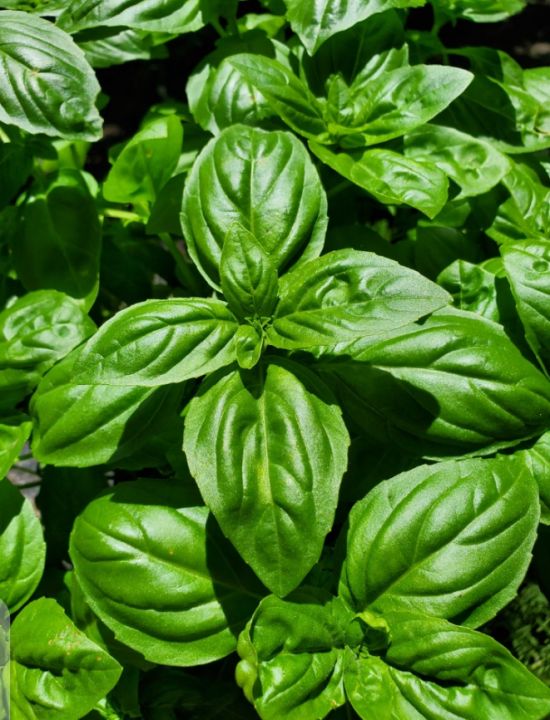 Italian Basil Plant Seeds (Italiano Classic Basil) Sweet Basil Seed