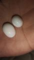 Real opal stone. 