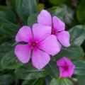PACK OF 3 PERIWINKLE SEEDS
CATHARANTHUS ROSEUS
VINCA ROSEA DWARF
GROUND COVER PLANTS SEEDS. 