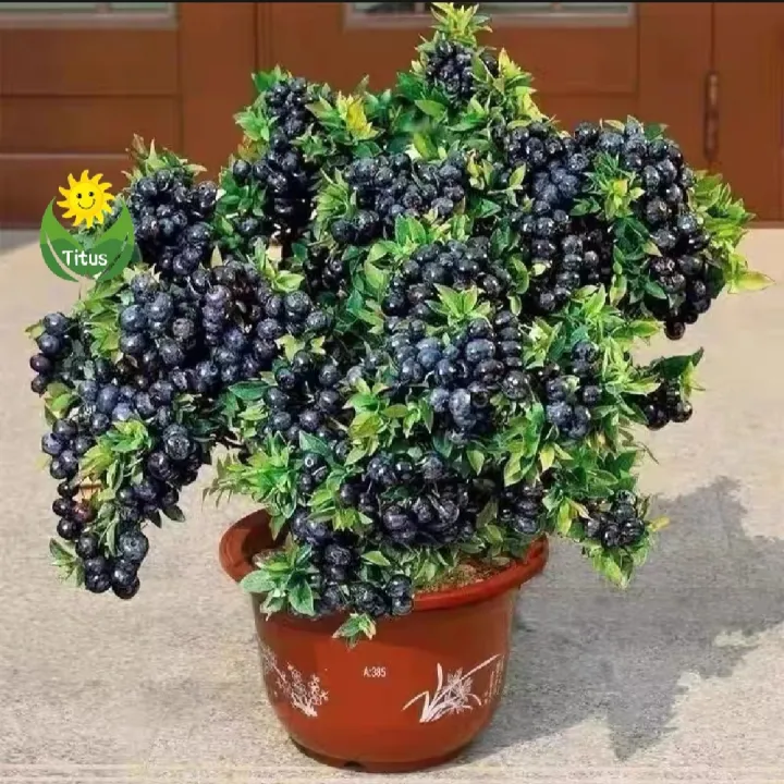 Thai%20Blueberry%20Fruit%20Bonsai%20Tree%20Seeds%20-%2010+%20Pcs%20Seeds%20-%20Image%206