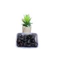 Ajwa Dates,250grm,Ajwa Khajoor,عجوہ کھجور نقشبندیہ,. 