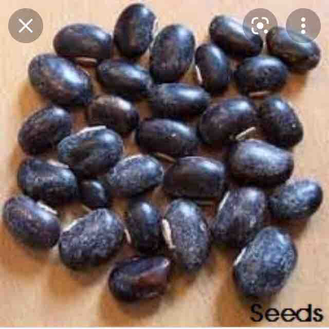 %E0%B7%80%E0%B6%AF%E0%B7%94%E0%B6%BB%E0%B7%94%20%E0%B6%B8%E0%B7%91%20Waduru%20mee%20seeds.%2010g%20for%20beautiful%20home%20garden.%20-%20Image%205