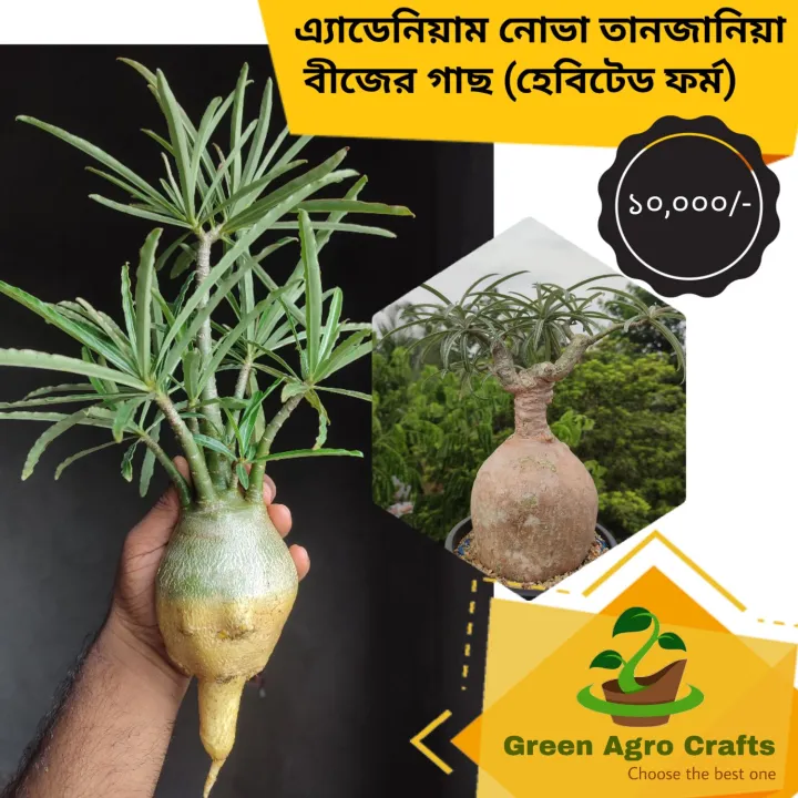 Adenium%20Nova%20Tanzania%20Seeds%20grown%20plant%20-%20Image%202