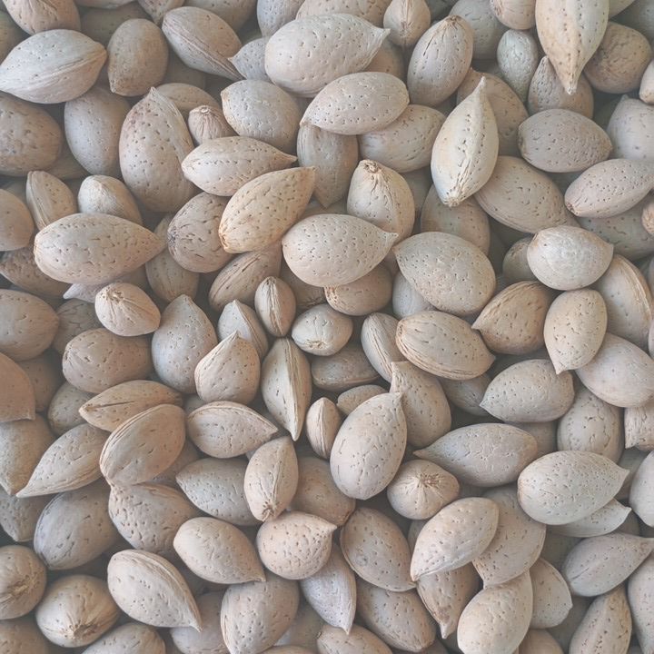 Badam%20Katha%20badaam%201%20kg%20Best%20quality%20badam%20One%20badam%20contains%20two%20giri%20-%20Image%202