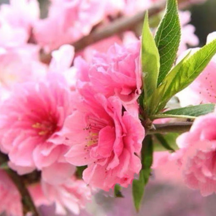 Ready%20to%20ship%20(30%20seeds),%20cherry%20blossom,%20cherry%20blossom,%20Sakura,%20Japanese%20tree,%20garden,%20decoration,%20Sakura,%20seed%20cultivation,%20bonsai,%20seeds%20100%25%20-%20Image%204