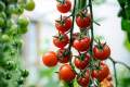 Red Cherry Tomato Authentic Seeds -20pcs.