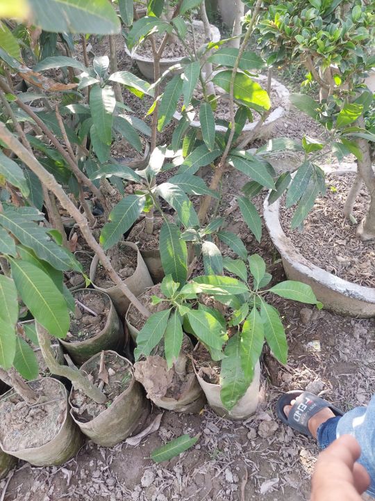 DESI%20Mango%20plant%20about%202%20feet%20size%20Best%20quality%20-%20Image%203