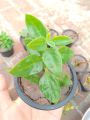 baby sun rose live plant with pot. 