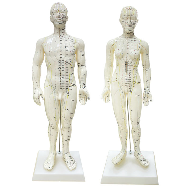 Human Body Acupuncture Model 48cm Female 50cm Male PVC Head Hand Foot ...