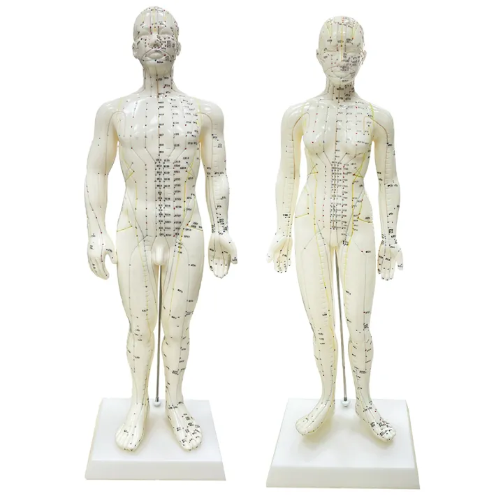 Human Body Acupuncture Model 48cm Female 50cm Male PVC Head Hand Foot ...