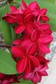 Red kathgolap/Plumeria flower plant outdoor plant 10-15 inch long plant with soil 1 piece.
