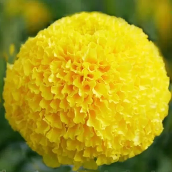 Yellow big Marigold📌Super ball🎯Cheapest 19G.🎯Yellow big marigold seeds 5-50 seeds🎈Easy planting🌼Big round flower