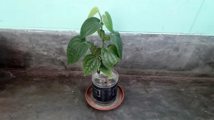 Fresh%20Chui%20Jhal%20Tree%20-%20Image%206