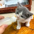 Pet Feeding Bottle 60ml Pet Silicone Feeding Bottle for Cats and Dogs Small Pacifier Pet Food Supplies.