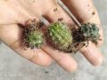 3 different cactus with out pot and media. 