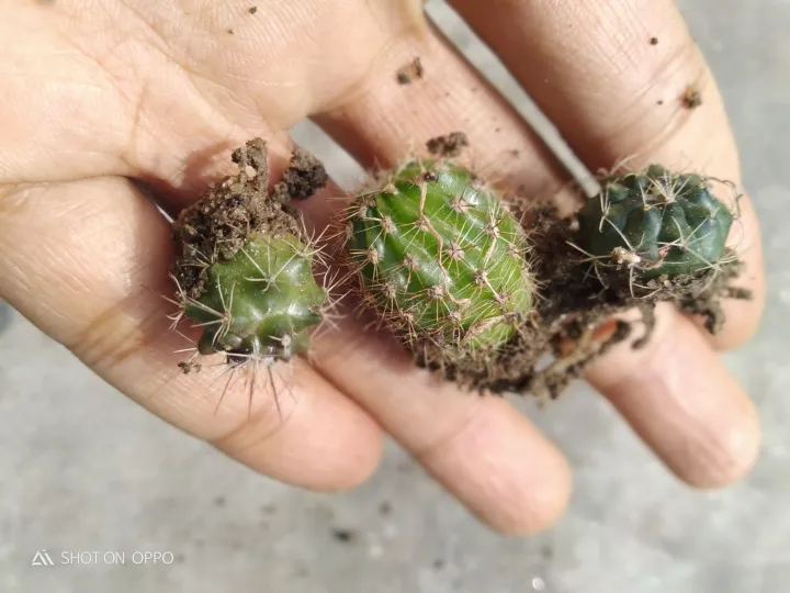 3%20different%20cactus%20with%20out%20pot%20and%20media%20-%20Image%204